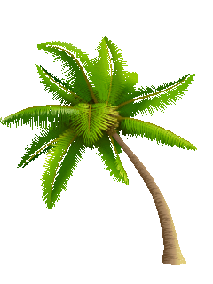 palm